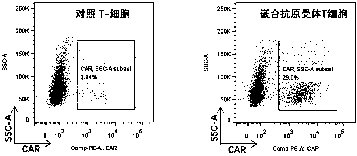 CAR-T (chimeric antigen receptor T cell) for targeting CD19 and application of CAR-T