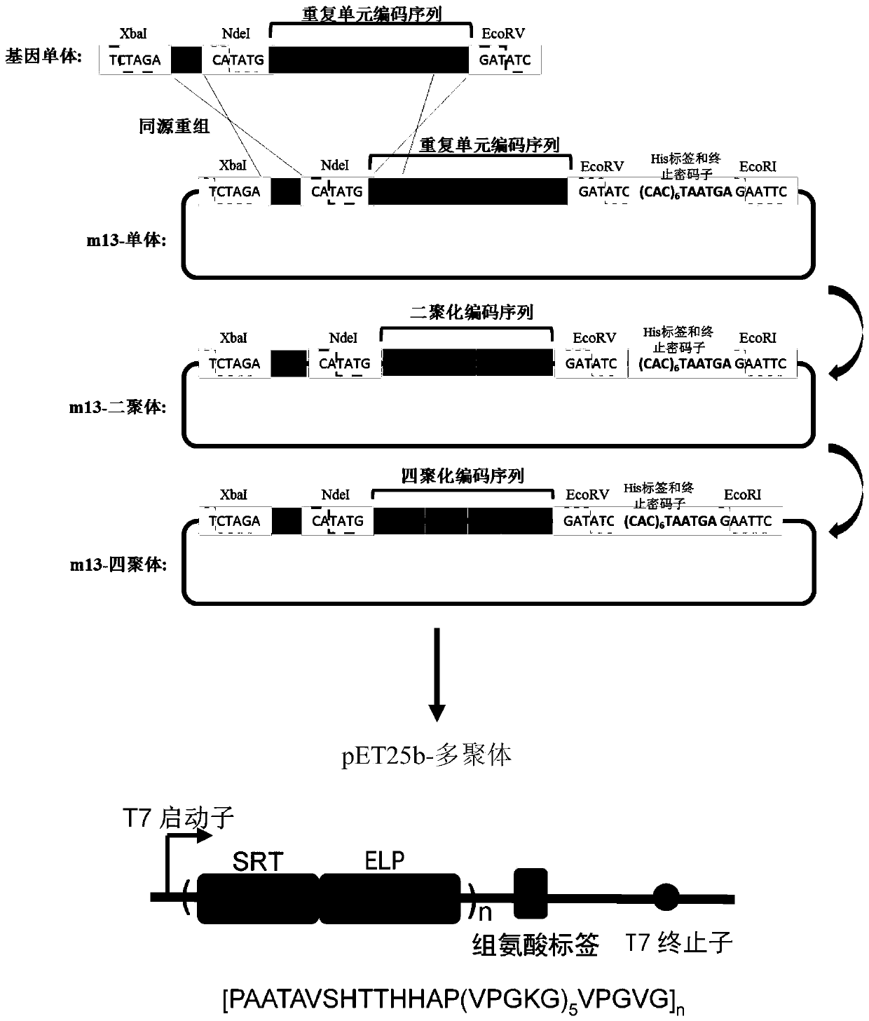 Chimeric protein as well as preparation method and application thereof