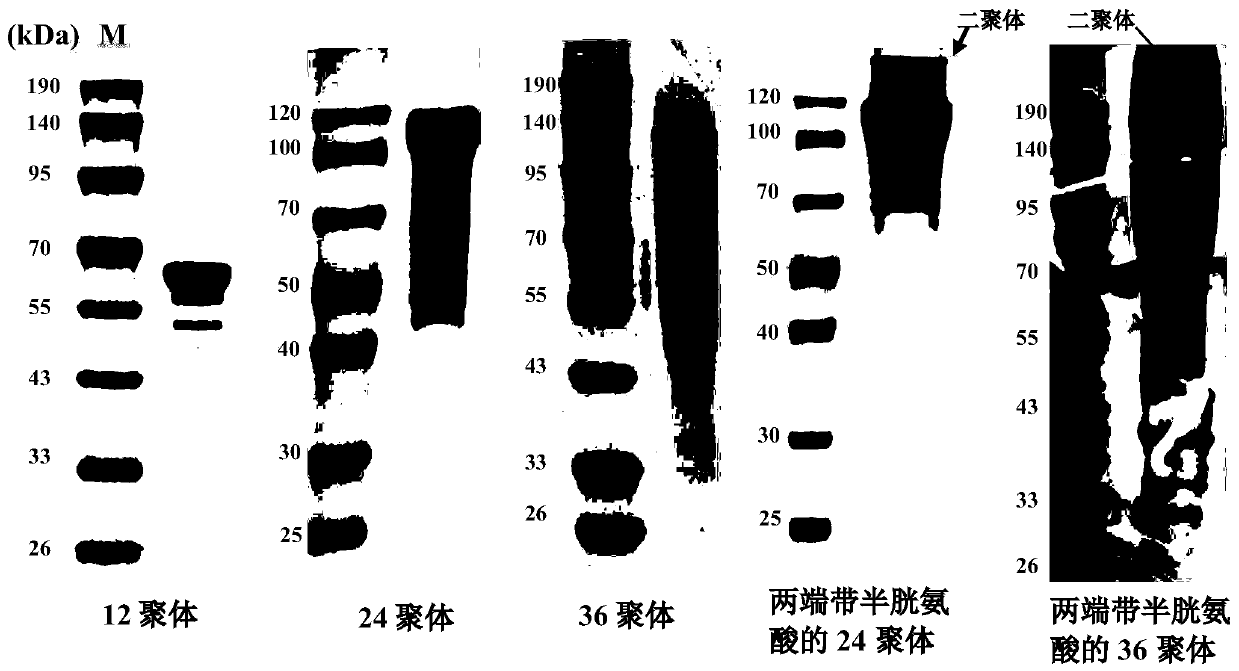 Chimeric protein as well as preparation method and application thereof