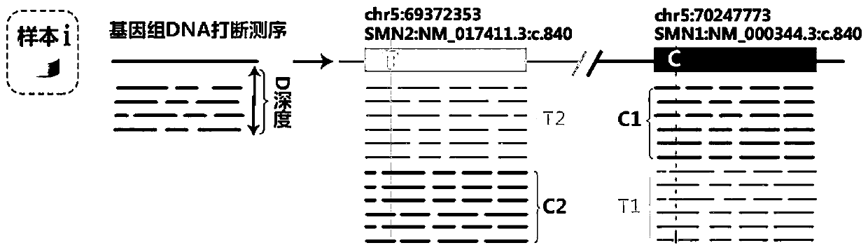 Method and system for detecting SMN1 gene mutation by means of high-throughput sequencing
