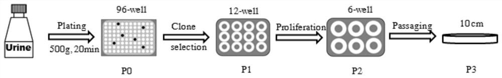 Small interfering RNAs targeting atf5 and their uses