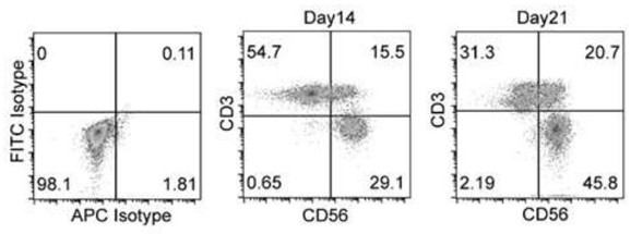 Survivin-whole-antigen-targeted DC cells, CTL cells, preparation method therefor and application of CTL cells