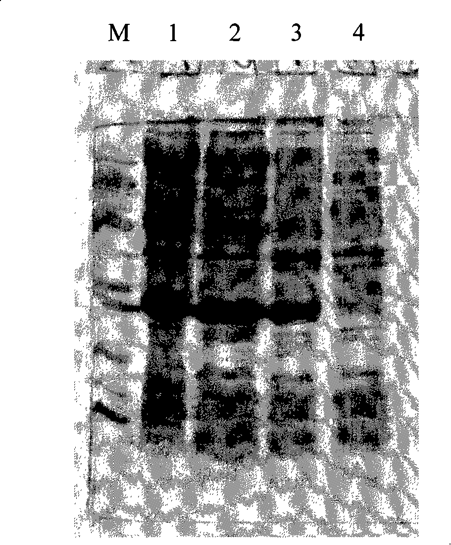 Method for preparing enzyme of dissolving staphylococcal bacteria, its derivative, and method for preparing the derivative