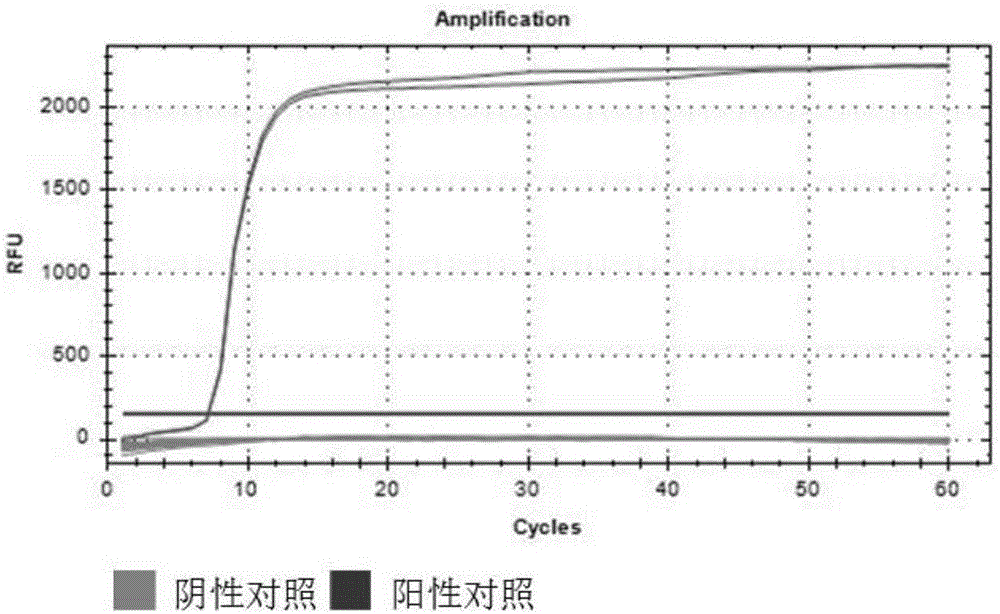 LAMP (loop-mediated isothermal amplification) kit for detecting acute hepatopancreatic necrosis disease pathogen