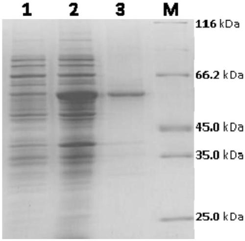 Dopamine decarboxylase homologue with strong catalytic activity as well as preparation and application thereof