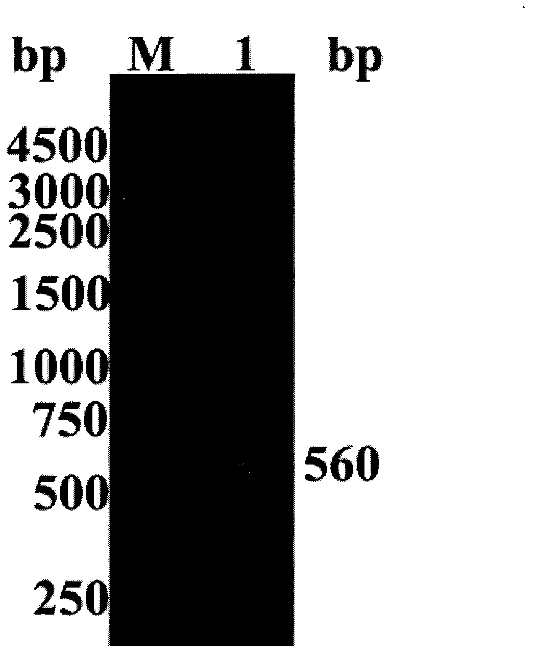 Human interleukin29 mature peptide mutant (hIL-29Z) with arginine and lysine produced respectively by site-directed mutagenesis of 33th lysine and 35th arginine and preparation method thereof