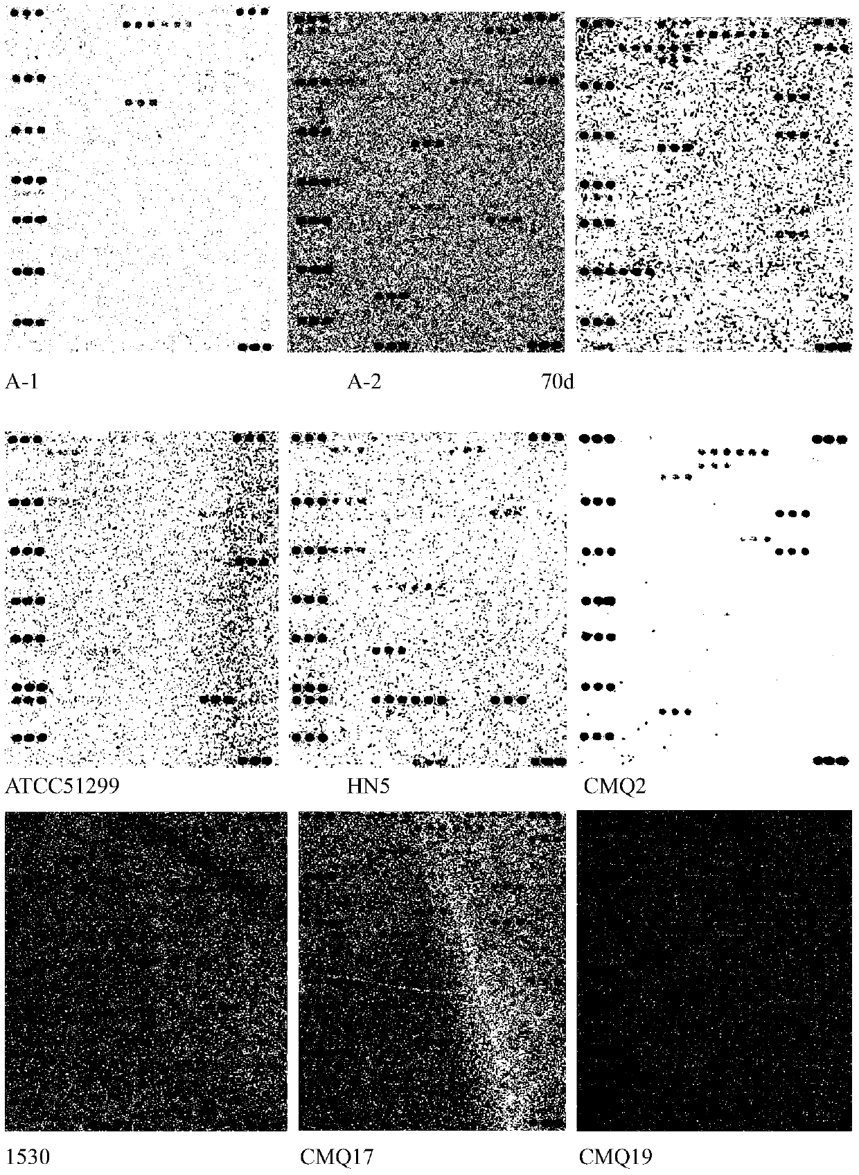 Identification of animal-derived food pathogens and its drug resistance and virulence gene detection composite chip