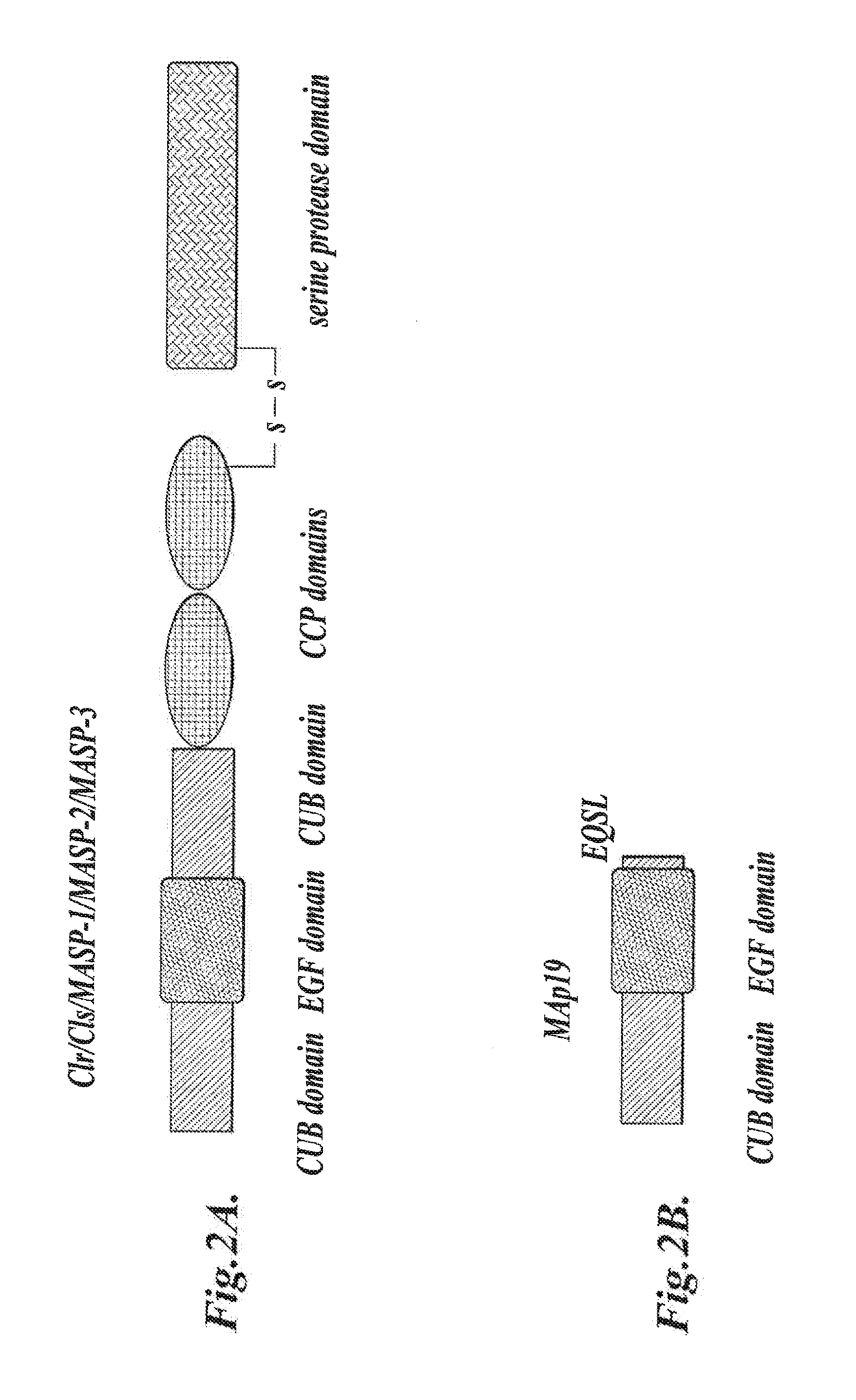 Methods for Treating Conditions Associated with MASP-2 Dependent Complement Activation