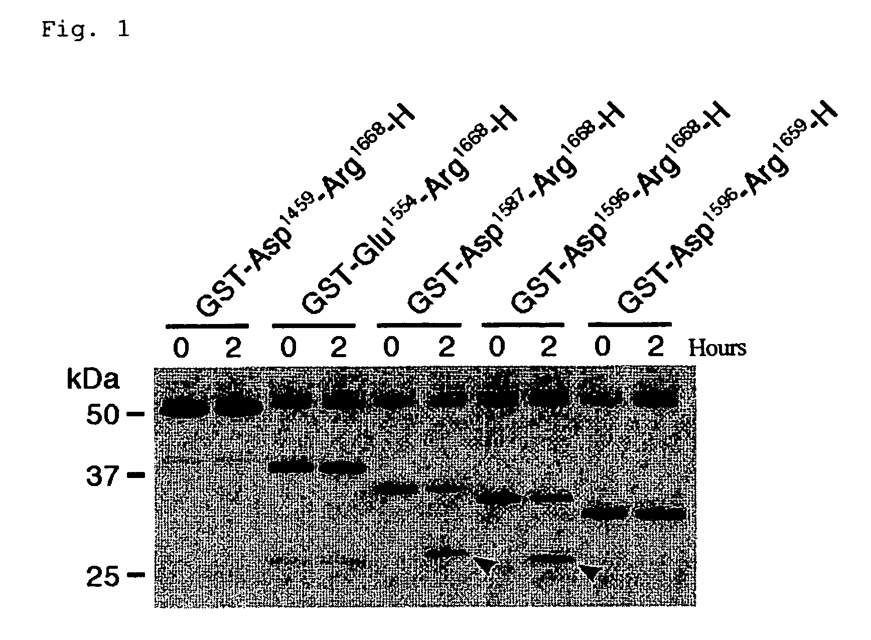 Substrates specific to von willebrand factor cleaving protease and method of assaying the activity