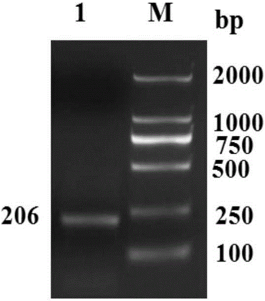 CSRP2 gene for regulating development of arterial smooth muscle of small tailed han sheep and application thereof