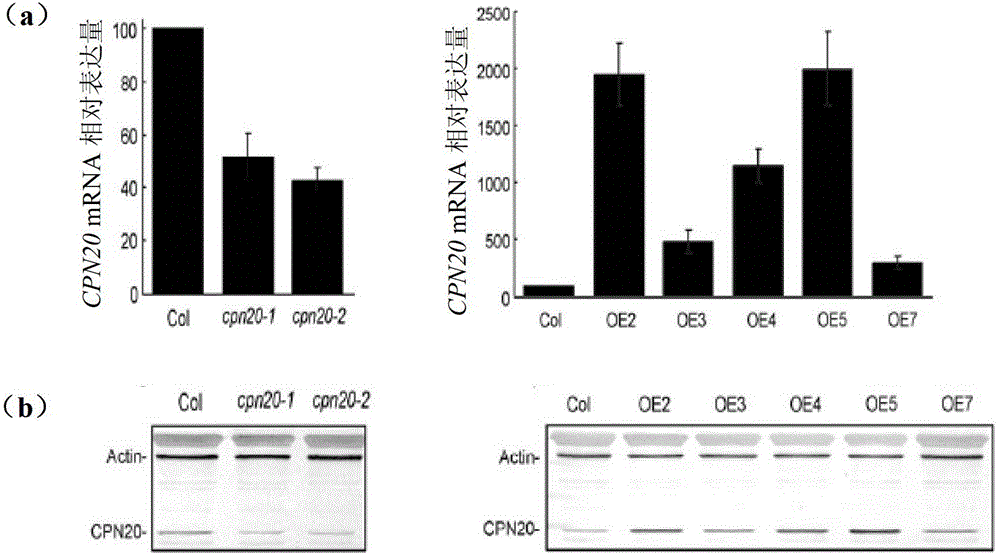 Application of CPN20 protein and coding gene thereof in regulating ABA (abscisic acid) tolerance of plant