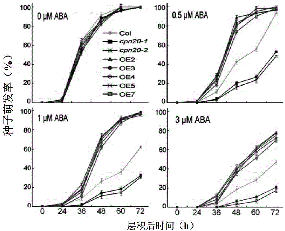 Application of CPN20 protein and coding gene thereof in regulating ABA (abscisic acid) tolerance of plant