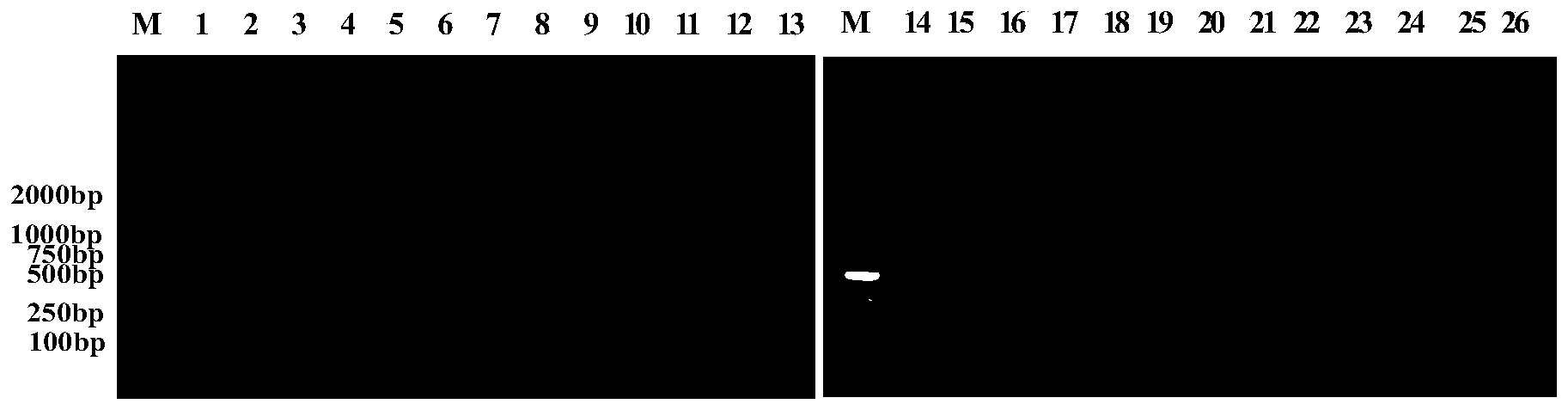 Traditional Chinese medicine composition used for preventing and treating mycoplasmal pneumonia of swine as well as preparation method and application thereof