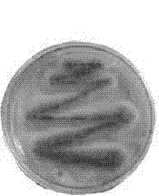 Aspergillus niger strain and application thereof