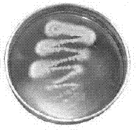 Aspergillus niger strain and application thereof