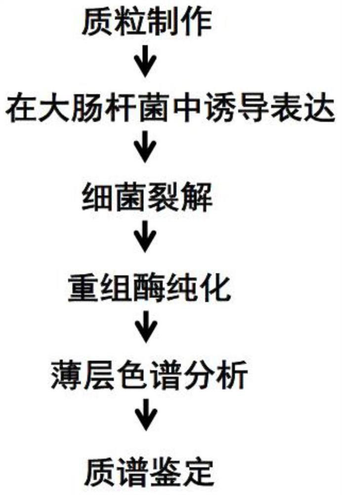 A method for synthesizing sucrose-6-phosphate by using recombinant high temperature resistant sucrose phosphate synthase