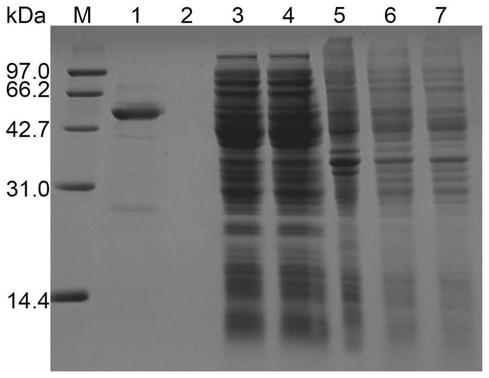 A method for synthesizing sucrose-6-phosphate by using recombinant high temperature resistant sucrose phosphate synthase