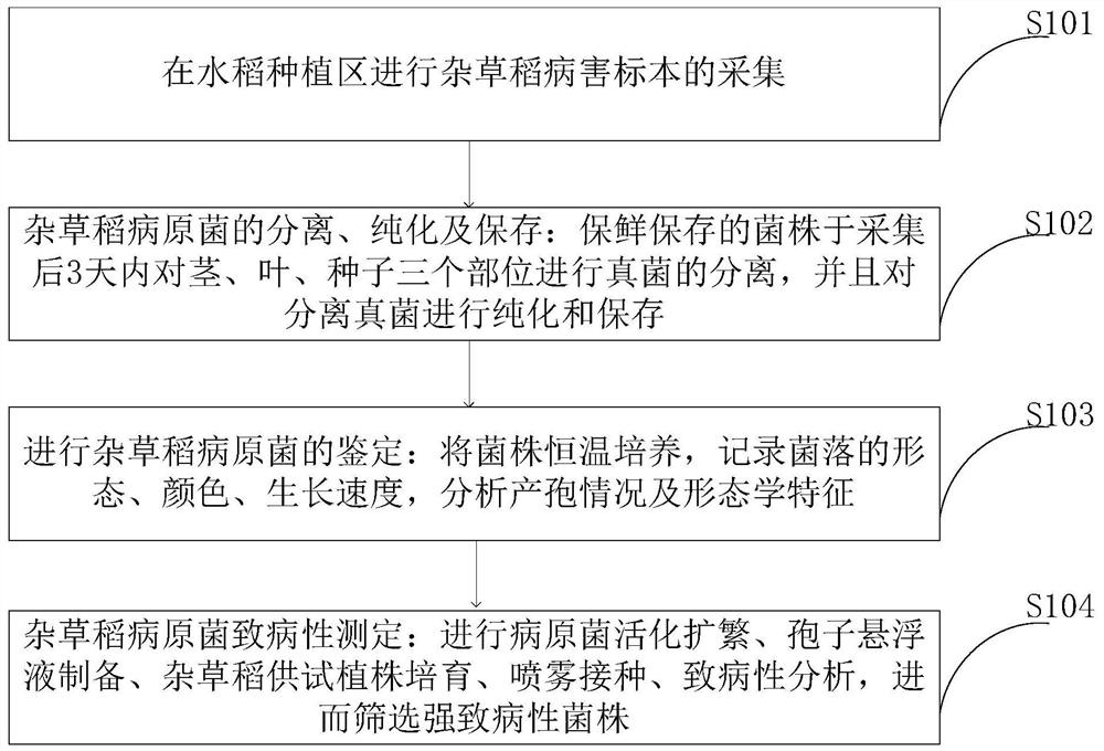 Weed rice pathogenic bacteria pathogenicity determination method and identification device