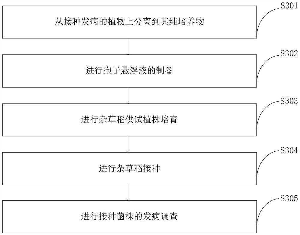 Weed rice pathogenic bacteria pathogenicity determination method and identification device