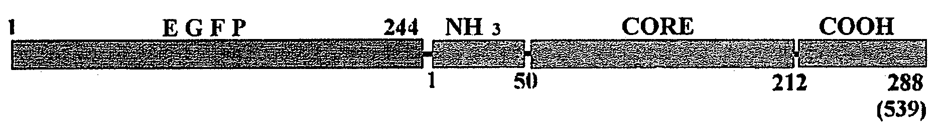 Nuclear localization signal of lentiviral integrase and methods of use thereof