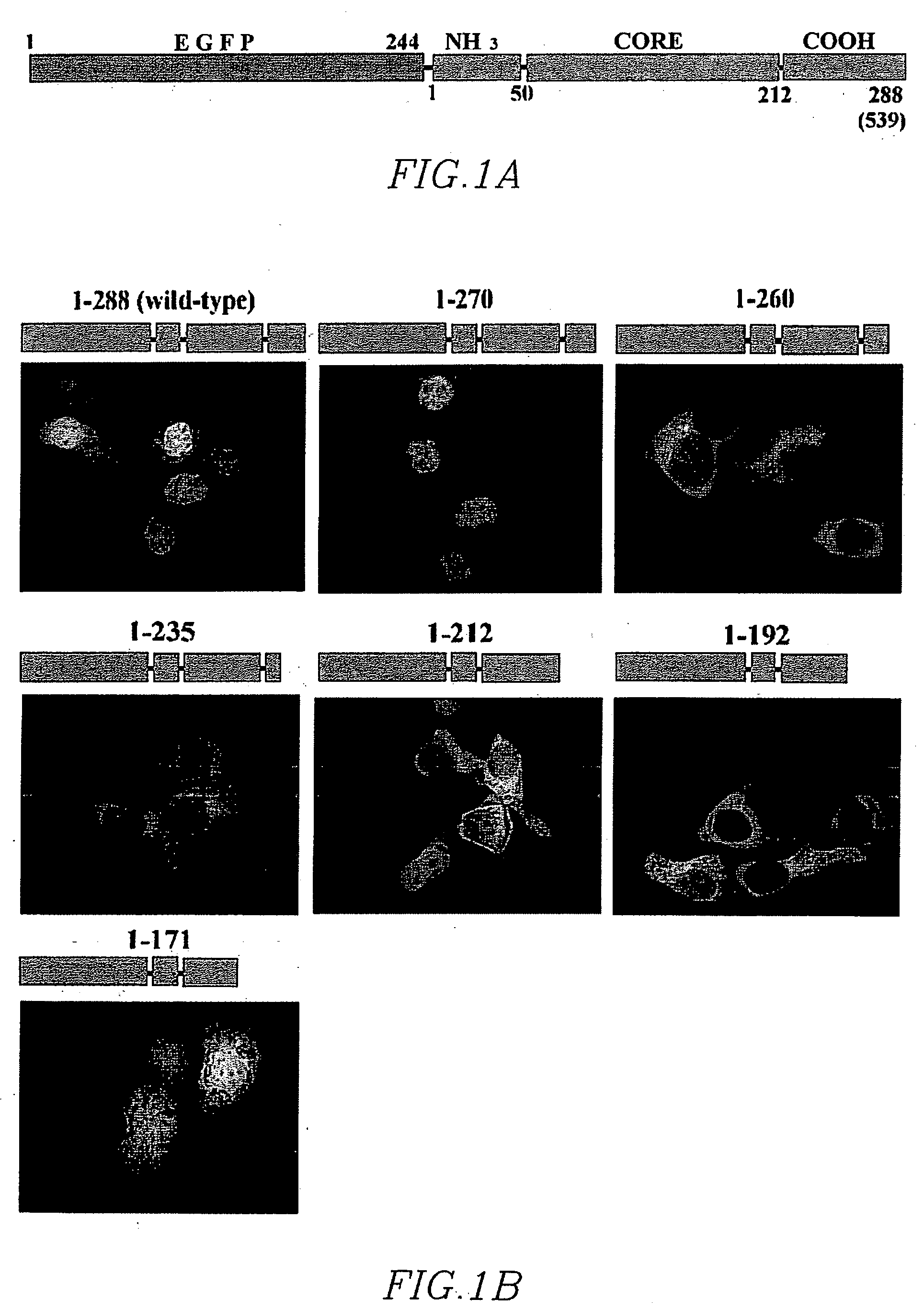 Nuclear localization signal of lentiviral integrase and methods of use thereof