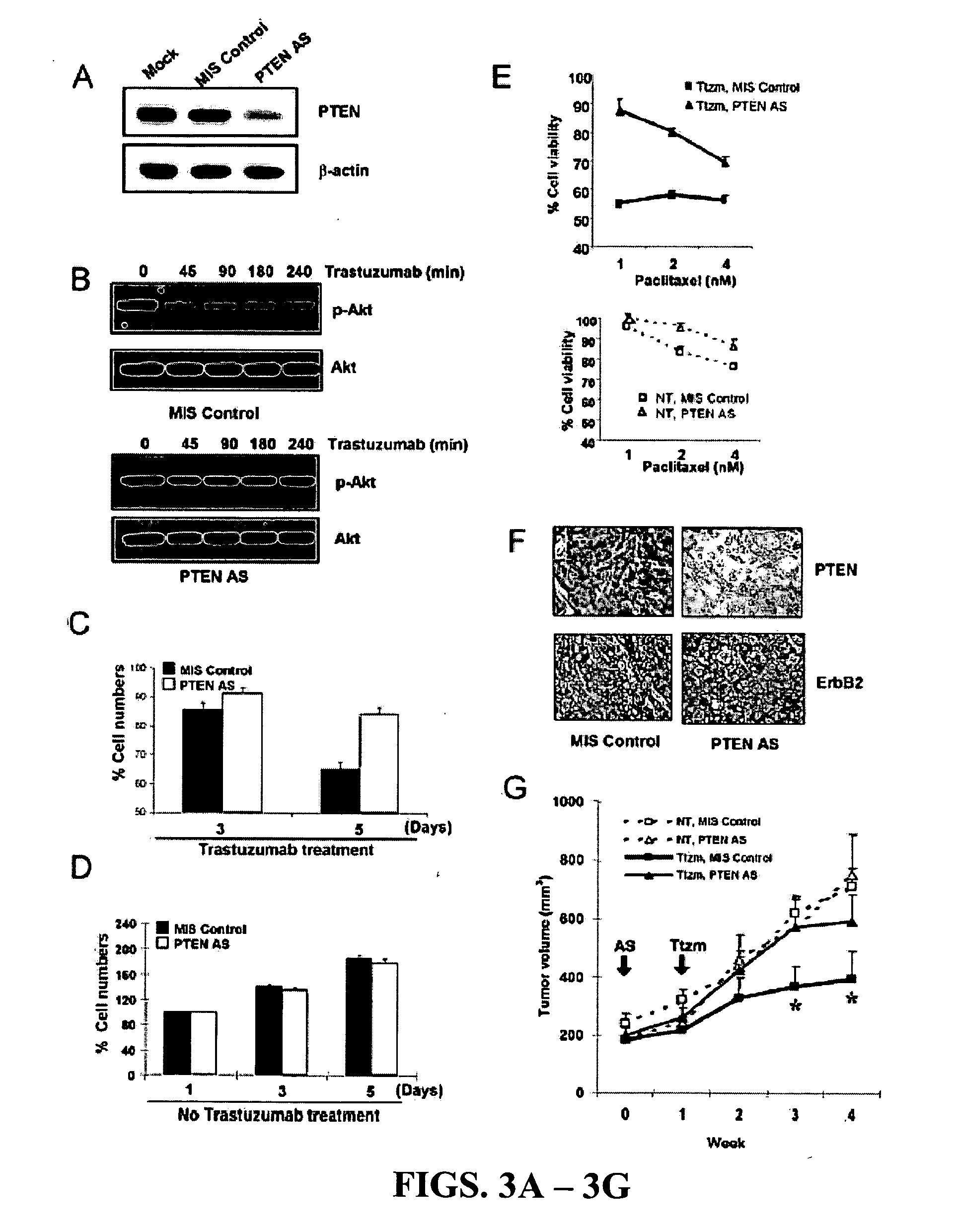 Diagnostic and therapeutic methods and compositions involving PTEN and breast cancer