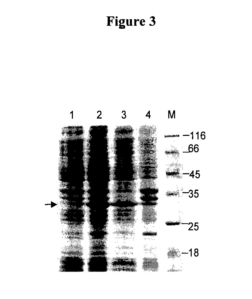 Recombinant vaccine against <i>Clostridium perfringens </i>infection and epsilon toxin intoxication