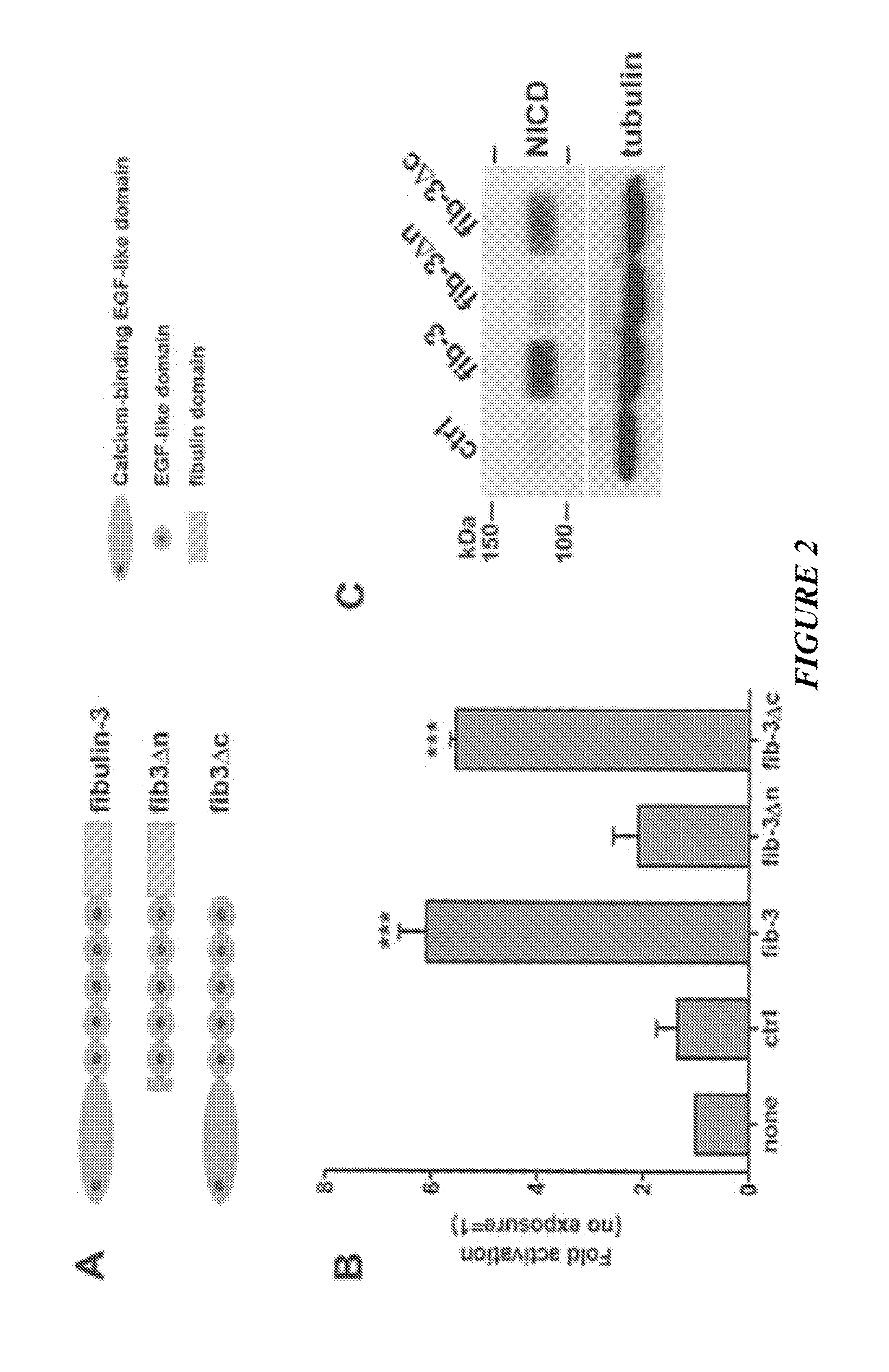 Anti-fibulin-3 antibodies and uses thereof