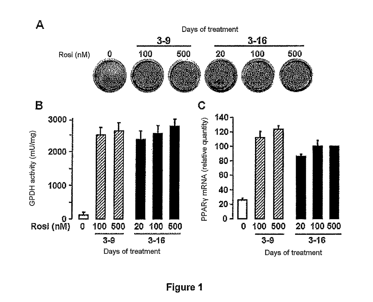 Established human brown adipocyte line and method for differentiation from an hMADS cell line