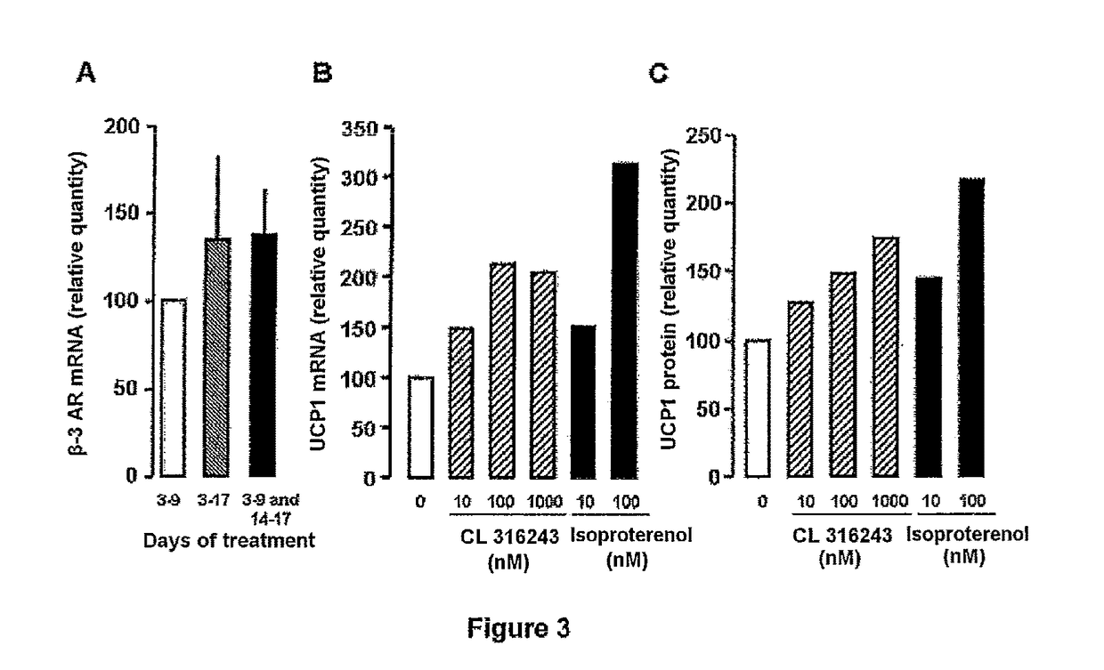 Established human brown adipocyte line and method for differentiation from an hMADS cell line