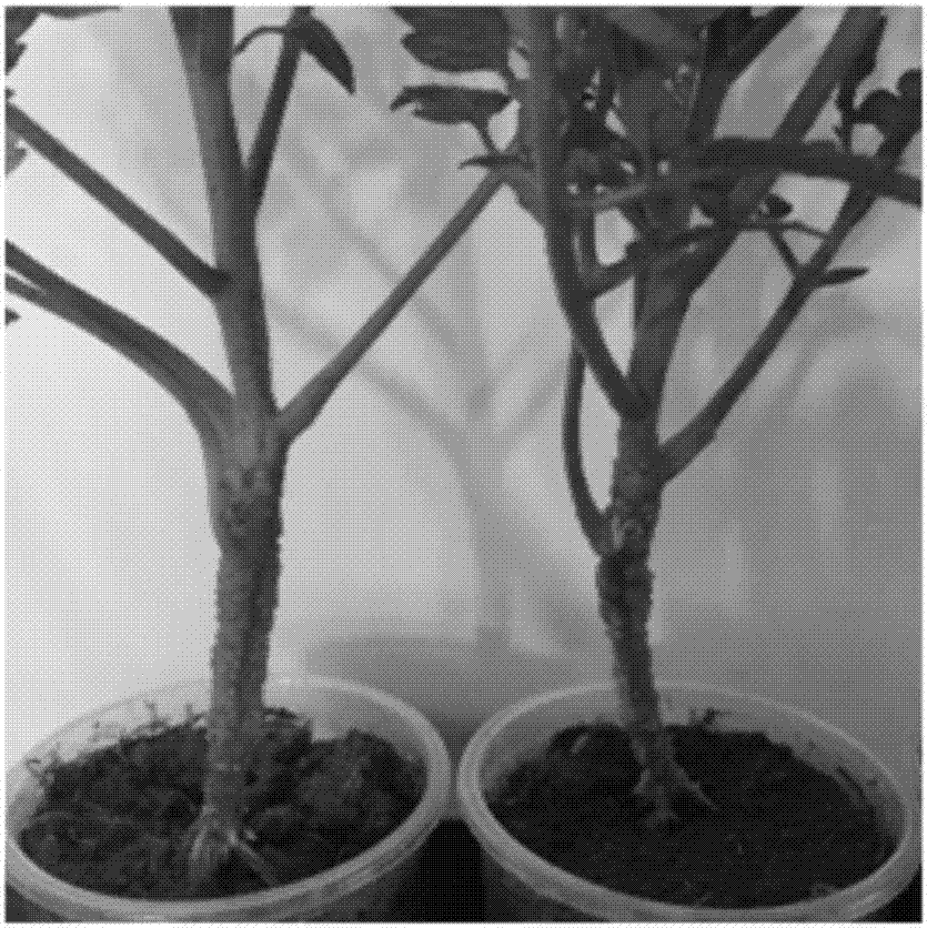 Bacillus cereus H-B-1 for effectively preventing and treating crown gall of prunus serrulata and application thereof