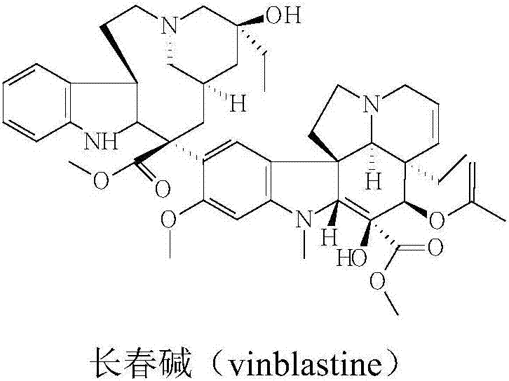 Culture method capable of improving content of vinblastine in catharanthus roseus plant body