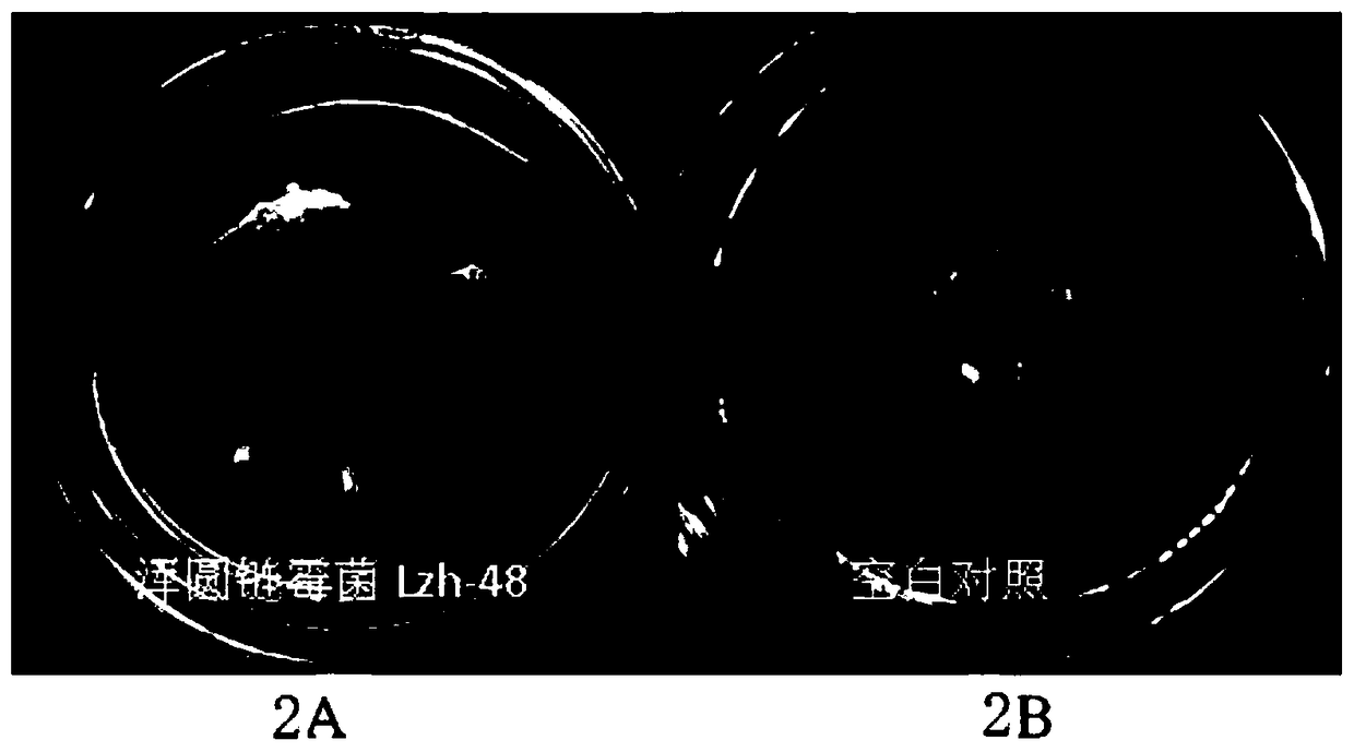 Paenibacillus Lzh-N1 capable of preventing and treating pear brown spots and application of complex microbial agent thereof