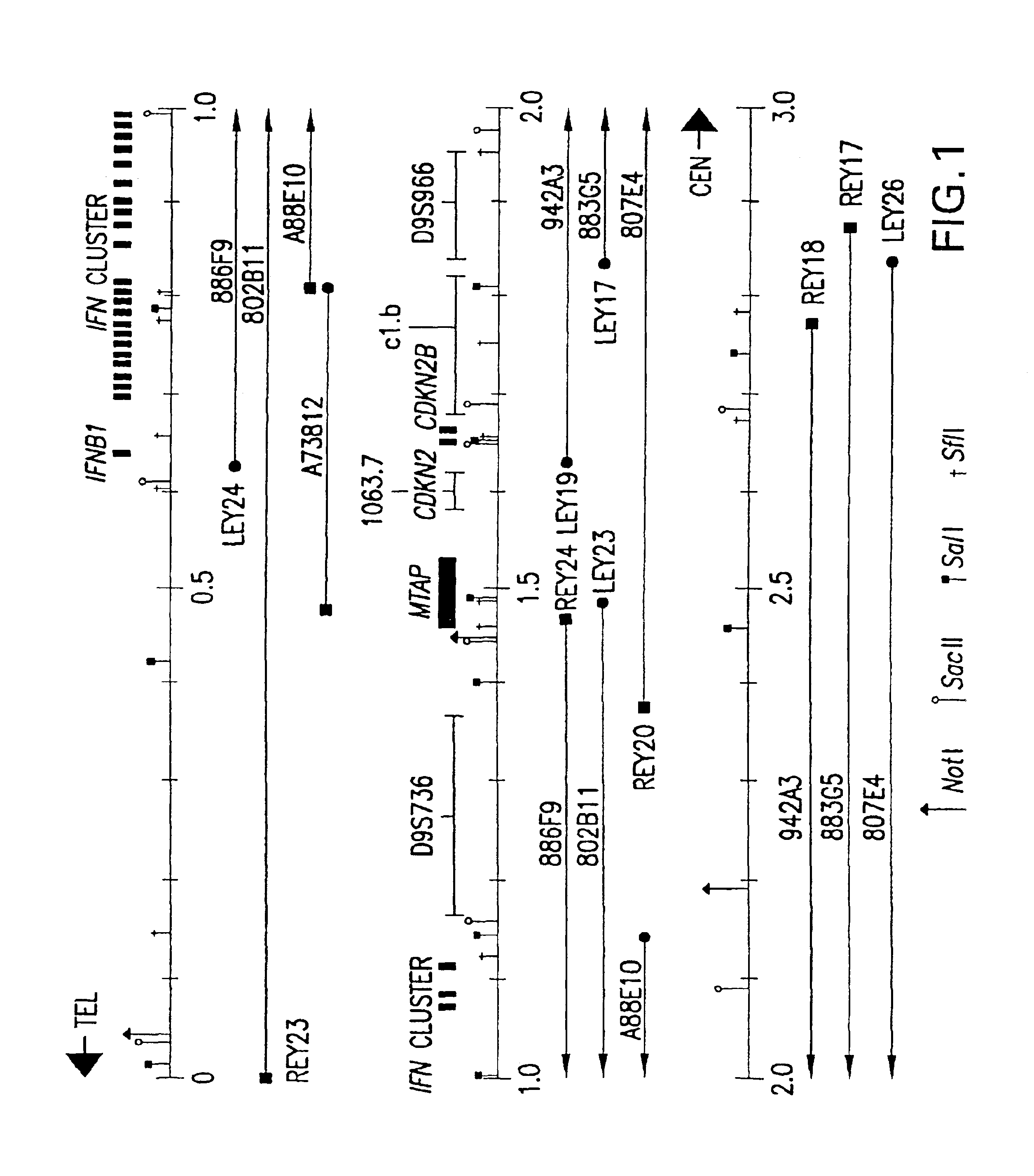 Methylthioadenosine phosphorylase compositions and methods of use in the diagnosis and treatment of proliferative disorders