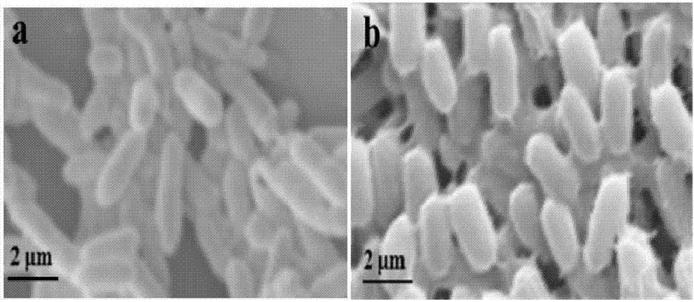 Achromobacter sp. capable of tolerating toxicity of sulfonamide antibiotics and application of achromobacter sp.