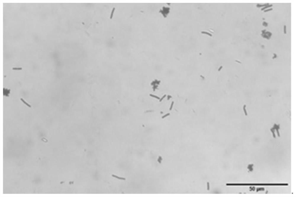 A strain of Bacillus proteolyticus and its application in controlling root-knot nematode