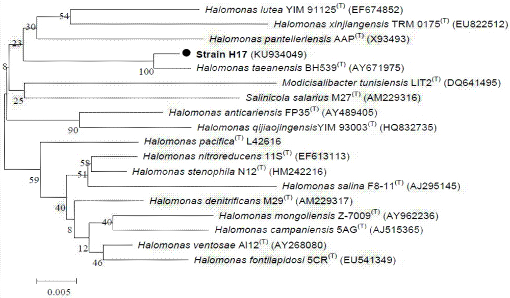 Halomonas taeanensis for degradation of phenol