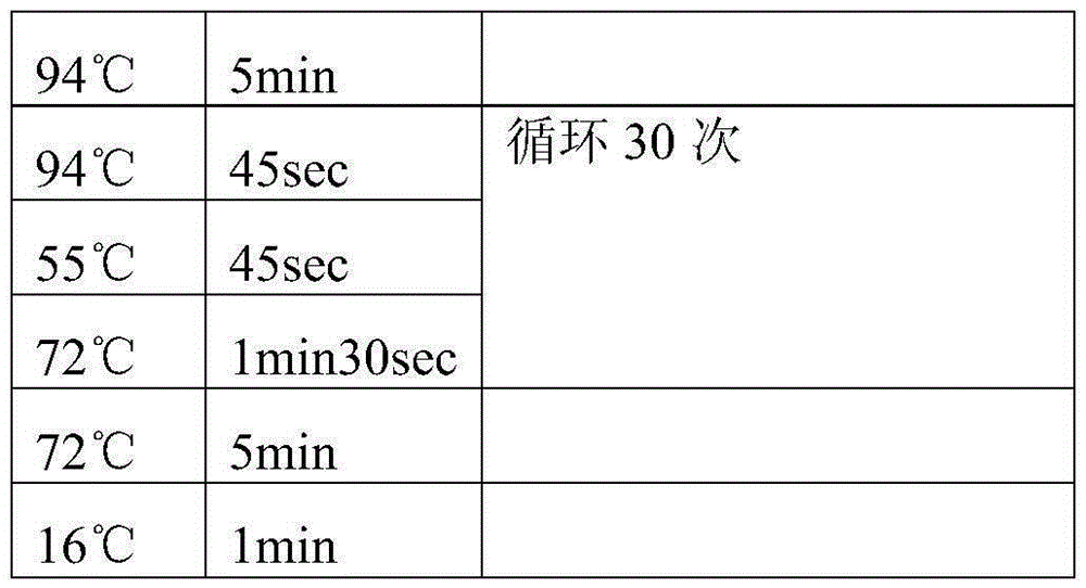 A kind of new Halomonas and method for producing tetrahydropyrimidine