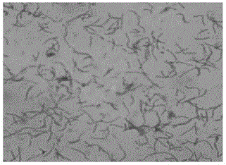 A kind of new Halomonas and method for producing tetrahydropyrimidine