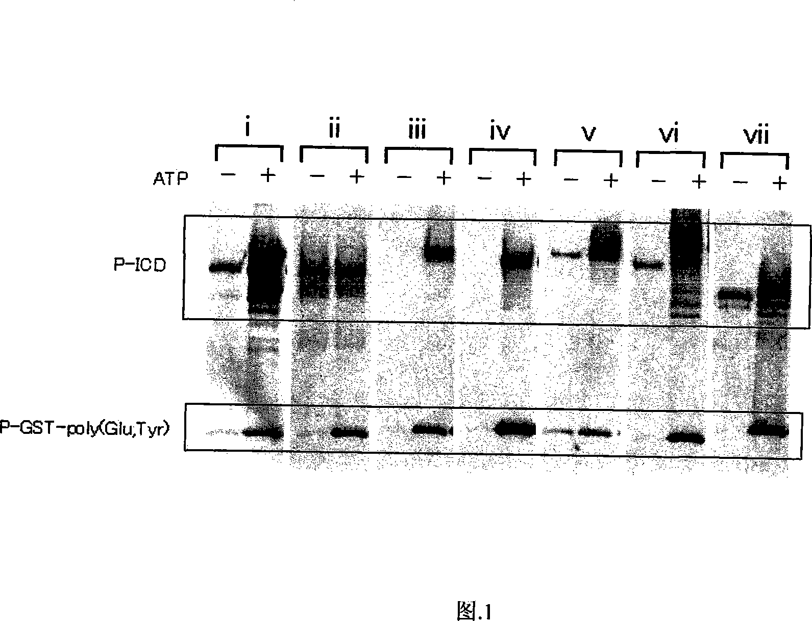 Method for assessing proliferation inhibiting effect of inhibitor, and method for determining sensitivity of tumor cell to inhibitor