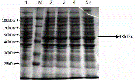 Humanized single-chain antibody 8B of clostridium perfringens alpha-toxin