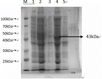 Humanized single-chain antibody 8B of clostridium perfringens alpha-toxin