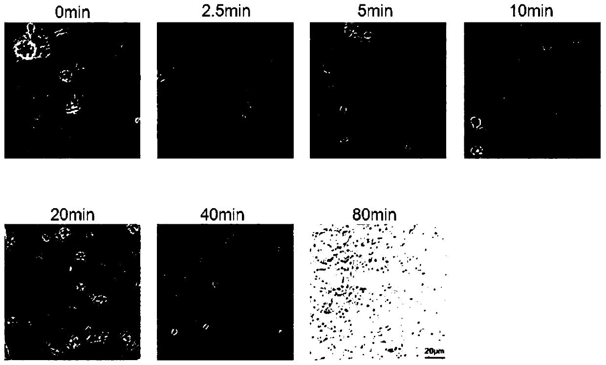 A kind of erythrocyte membrane and its preparation method and application