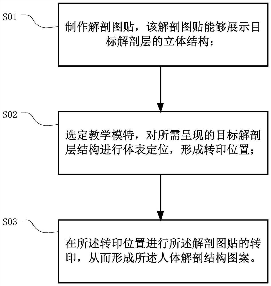 Anatomy map stickers and production method thereof, method for forming human anatomical structure patterns