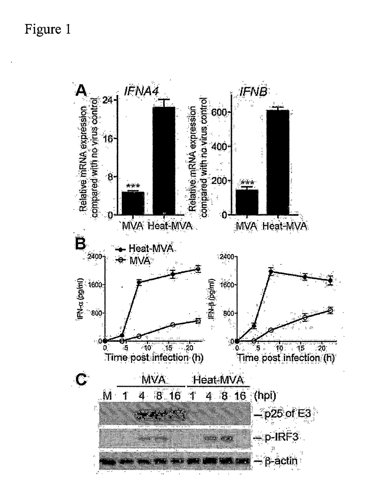 Use of inactivated nonreplicating modified vaccinia virus ankara (MVA) as monoimmunotherapy or in combination with immume checkpoint blocking agents for solid tumors