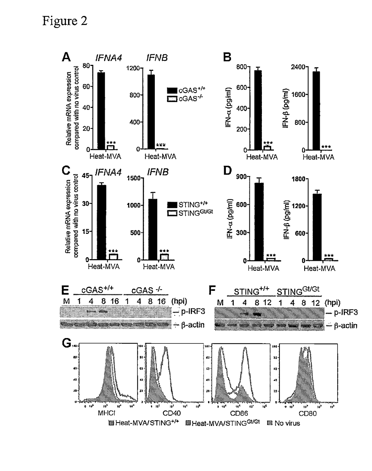 Use of inactivated nonreplicating modified vaccinia virus ankara (MVA) as monoimmunotherapy or in combination with immume checkpoint blocking agents for solid tumors