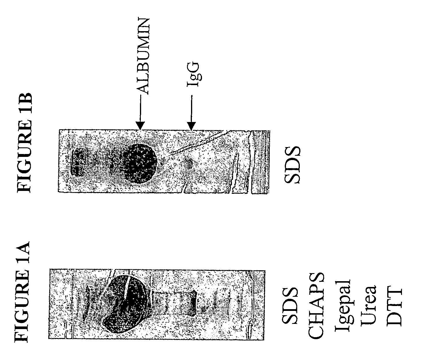 Methods and kits for separation and detection of proteins in biological samples