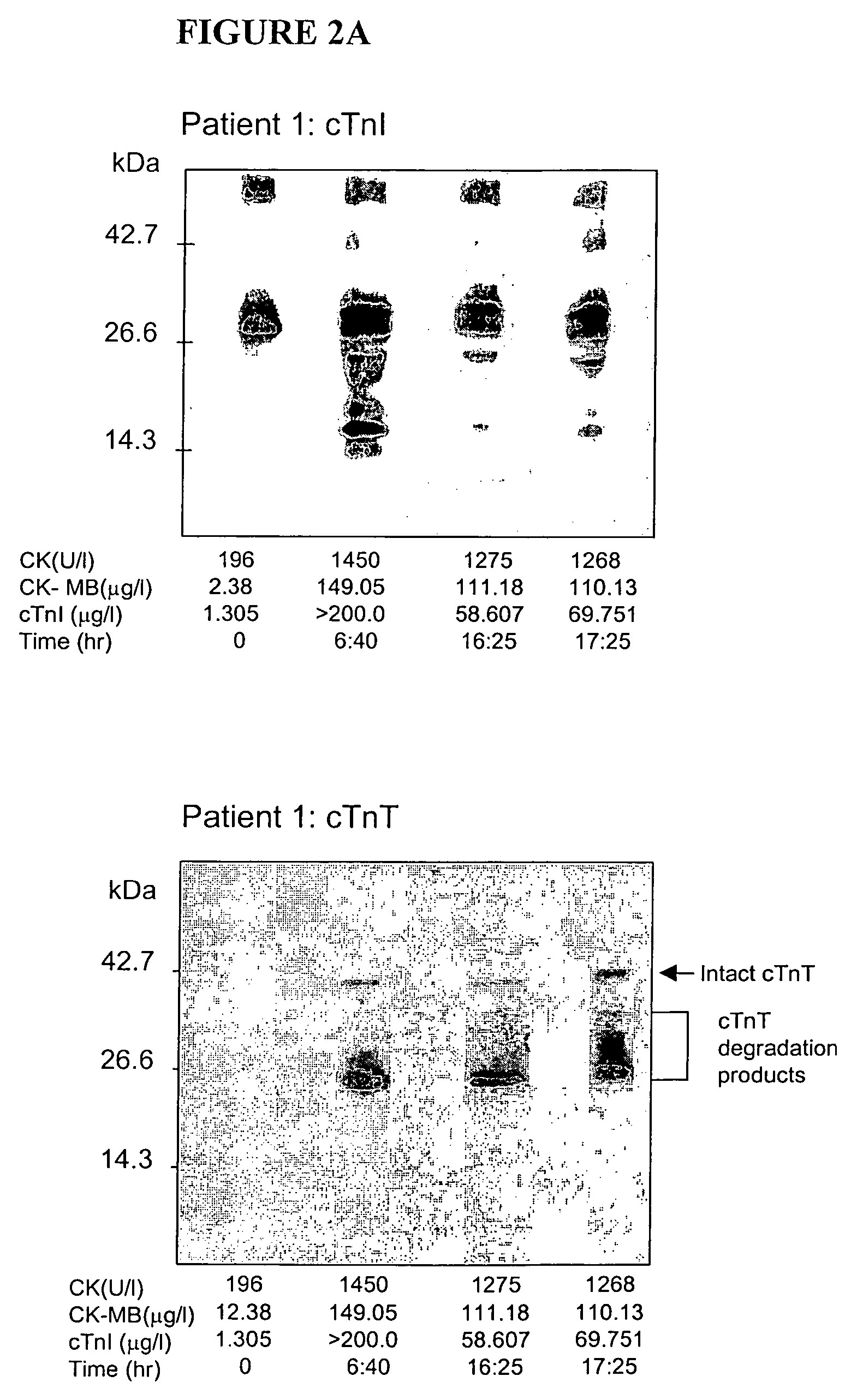 Methods and kits for separation and detection of proteins in biological samples