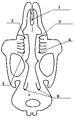 Method for preparing congenital cleft palate animal model