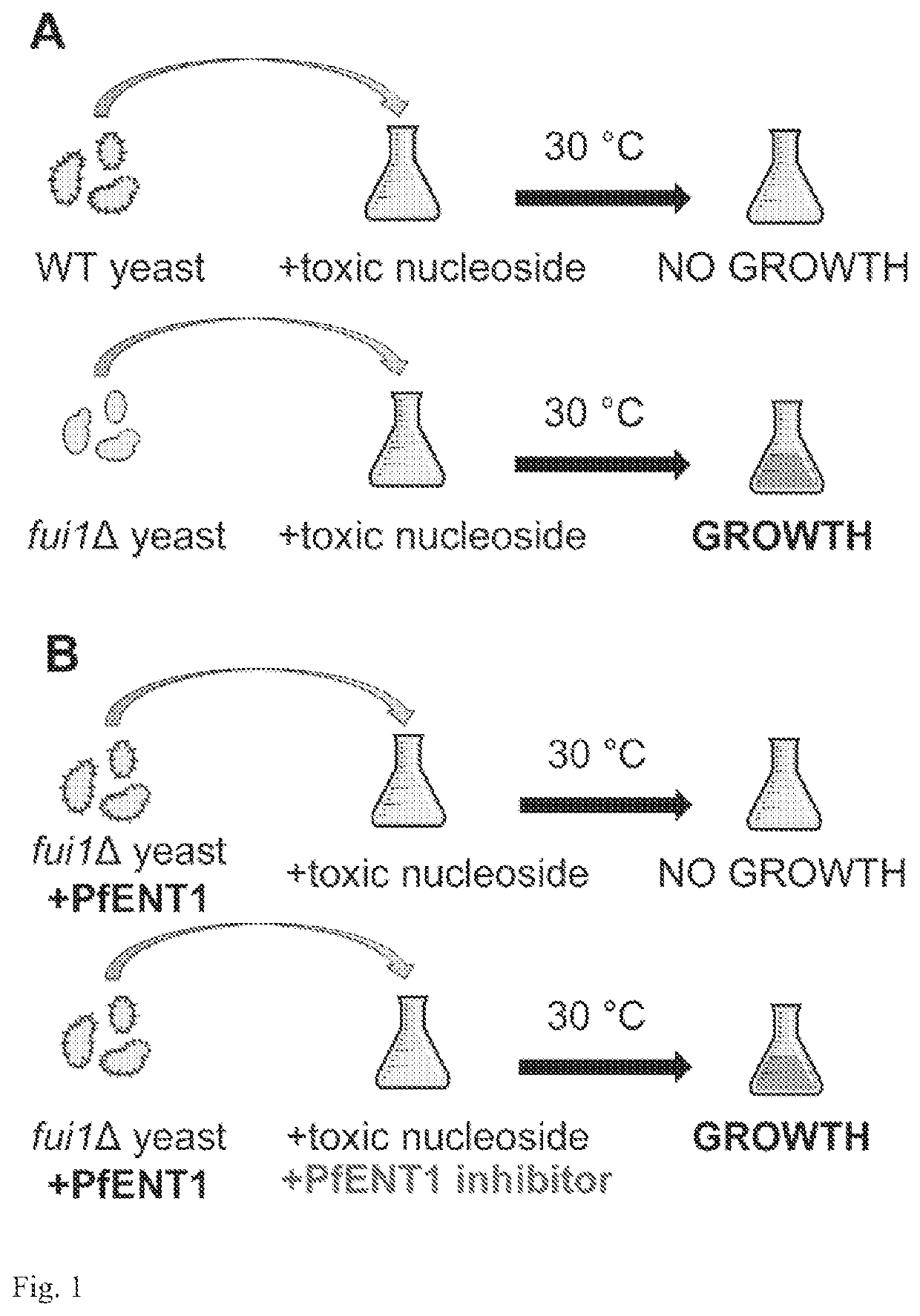 Assay for inhibitors of equilibrative or concentrative nucleoside transporters